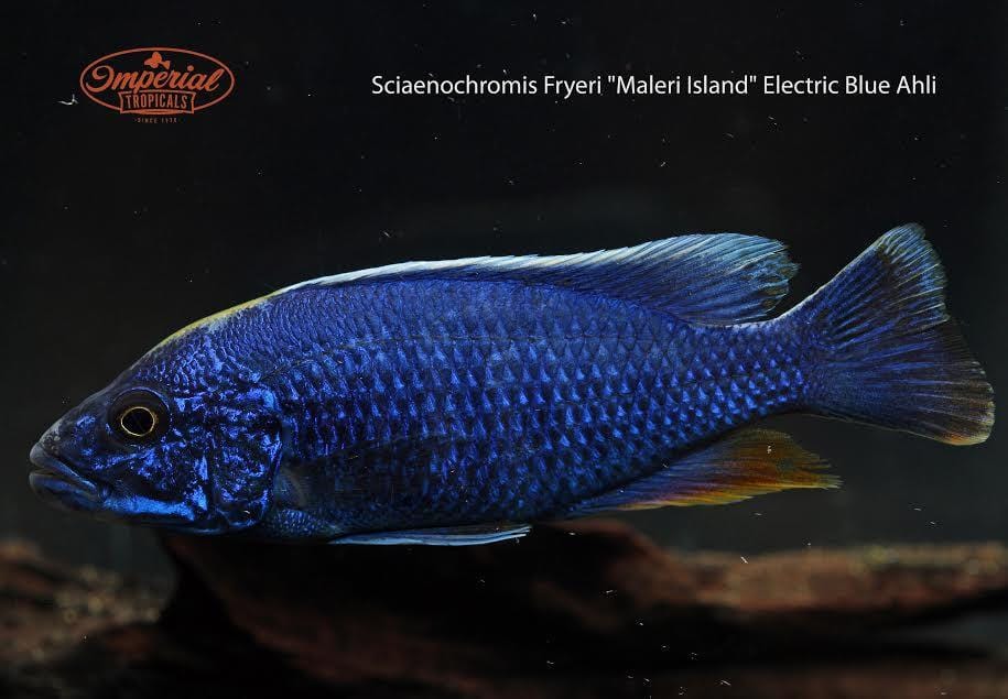 Electric Blue Cichlid (Sciaenochromis fryeri) - Imperial Tropicals