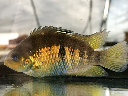 Seven Stripe Cichlid "San Juan" (Amatitlania septemfasciata) - Imperial Tropicals