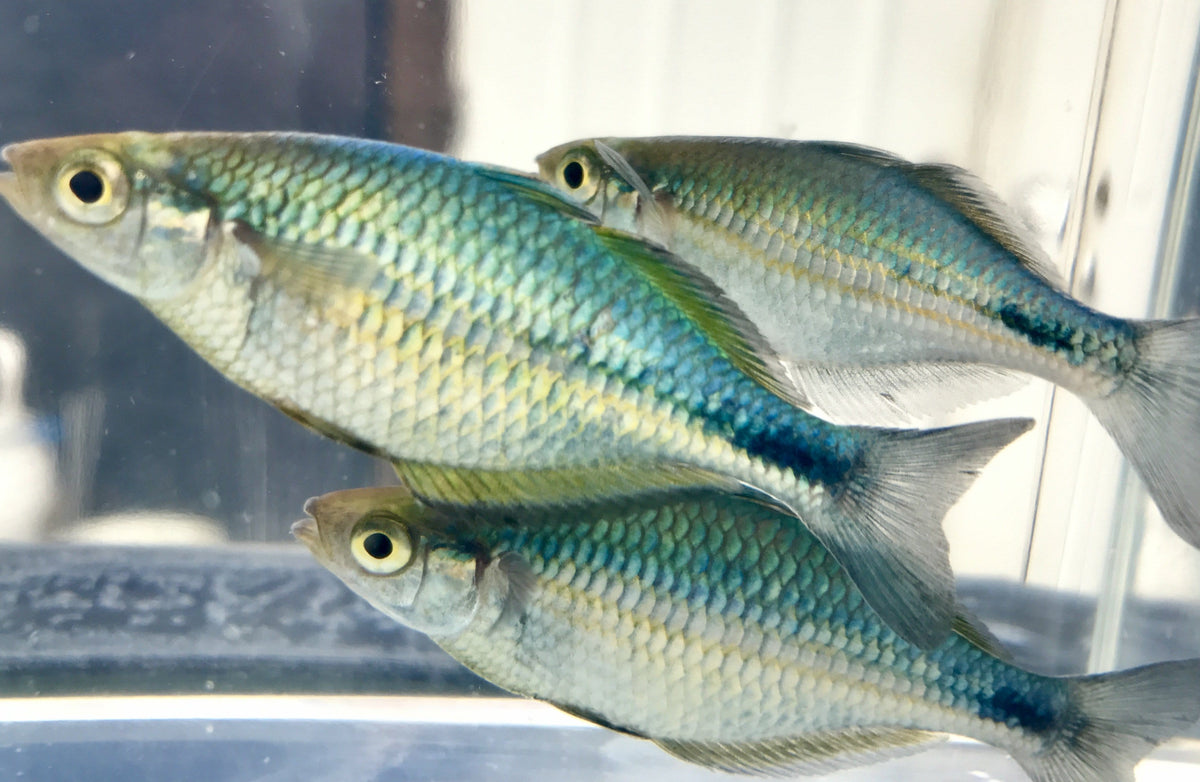 Turqoise Fish Turquoise Rainbowfish (Melanotaenia lacustris) - shop Imperial Tropicals