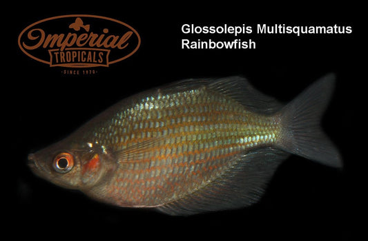 Mamberamo Rainbowfish (Glossolepis multisquamata) - Imperial Tropicals