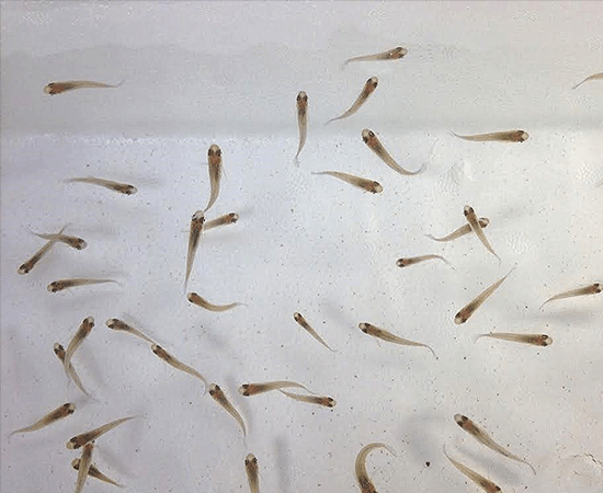 Mosquito Fish (Gambusia affinis) - Imperial Tropicals