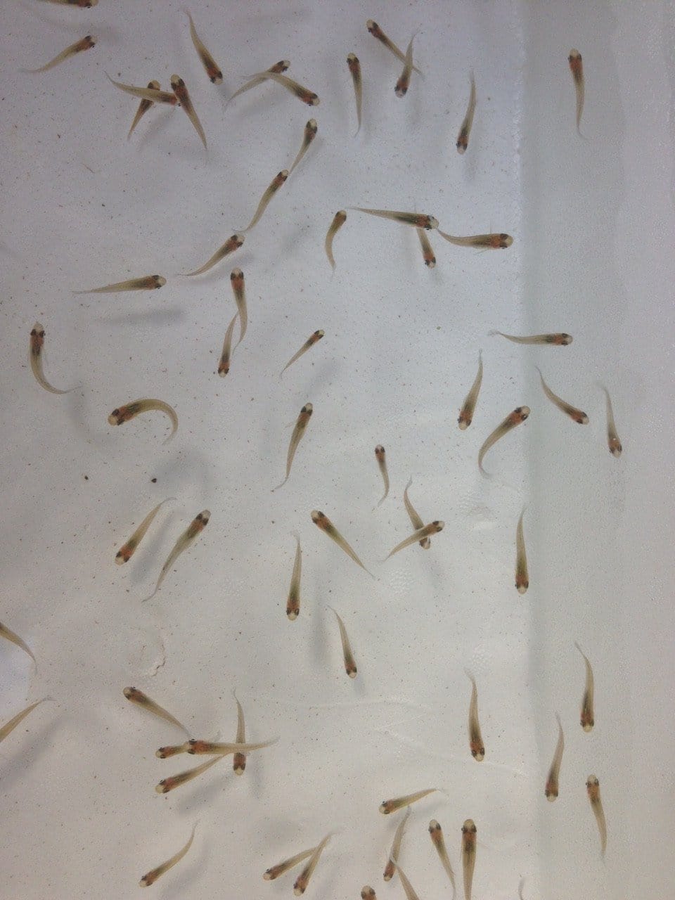 Pond Maintenance Package (Hornwort, Gambusia Mosquitofish, Japanese Trapdoor Snails) - Imperial Tropicals