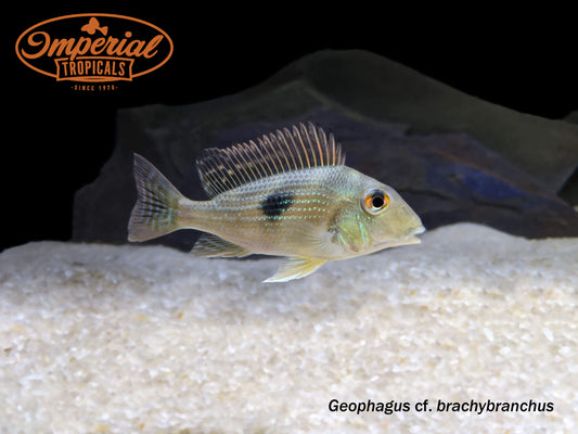 Geophagus cf. brachybranchus
