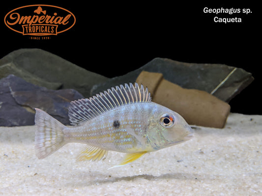 Geophagus sp. Caqueta