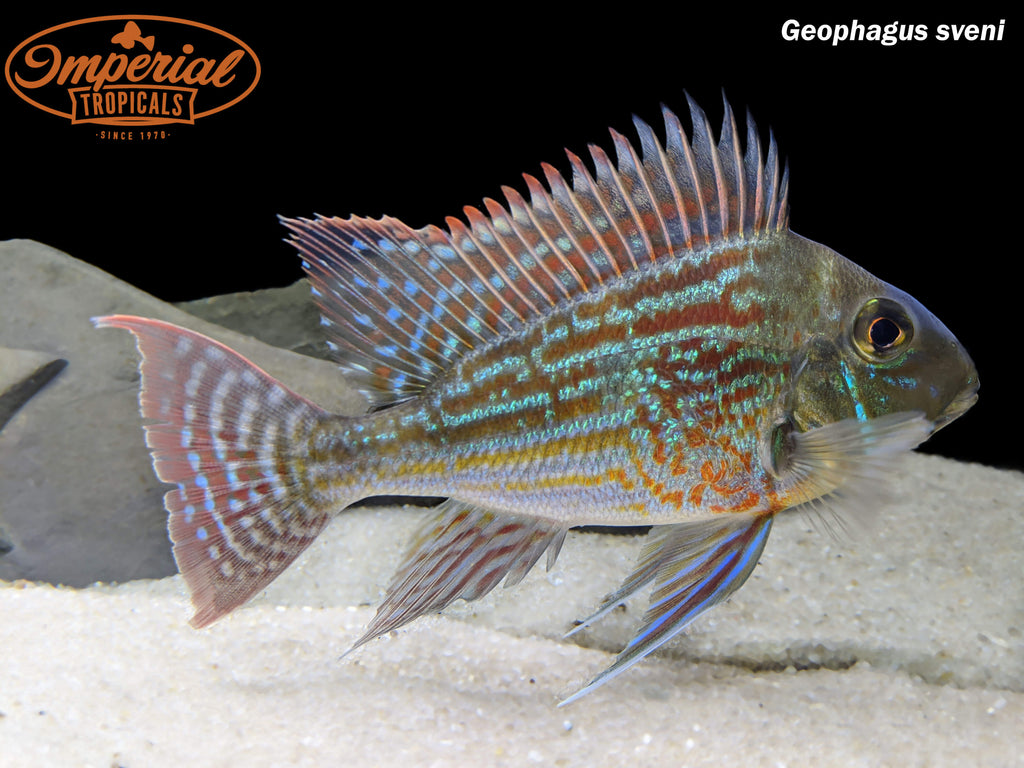 (Geophagus sveni) – Imperial Tropicals