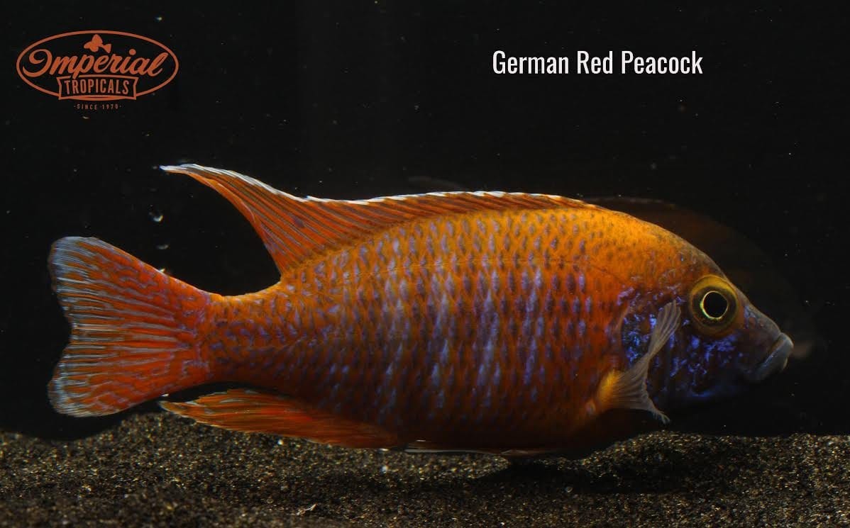 German Red Peacock (Aulonocara sp.) - Imperial Tropicals