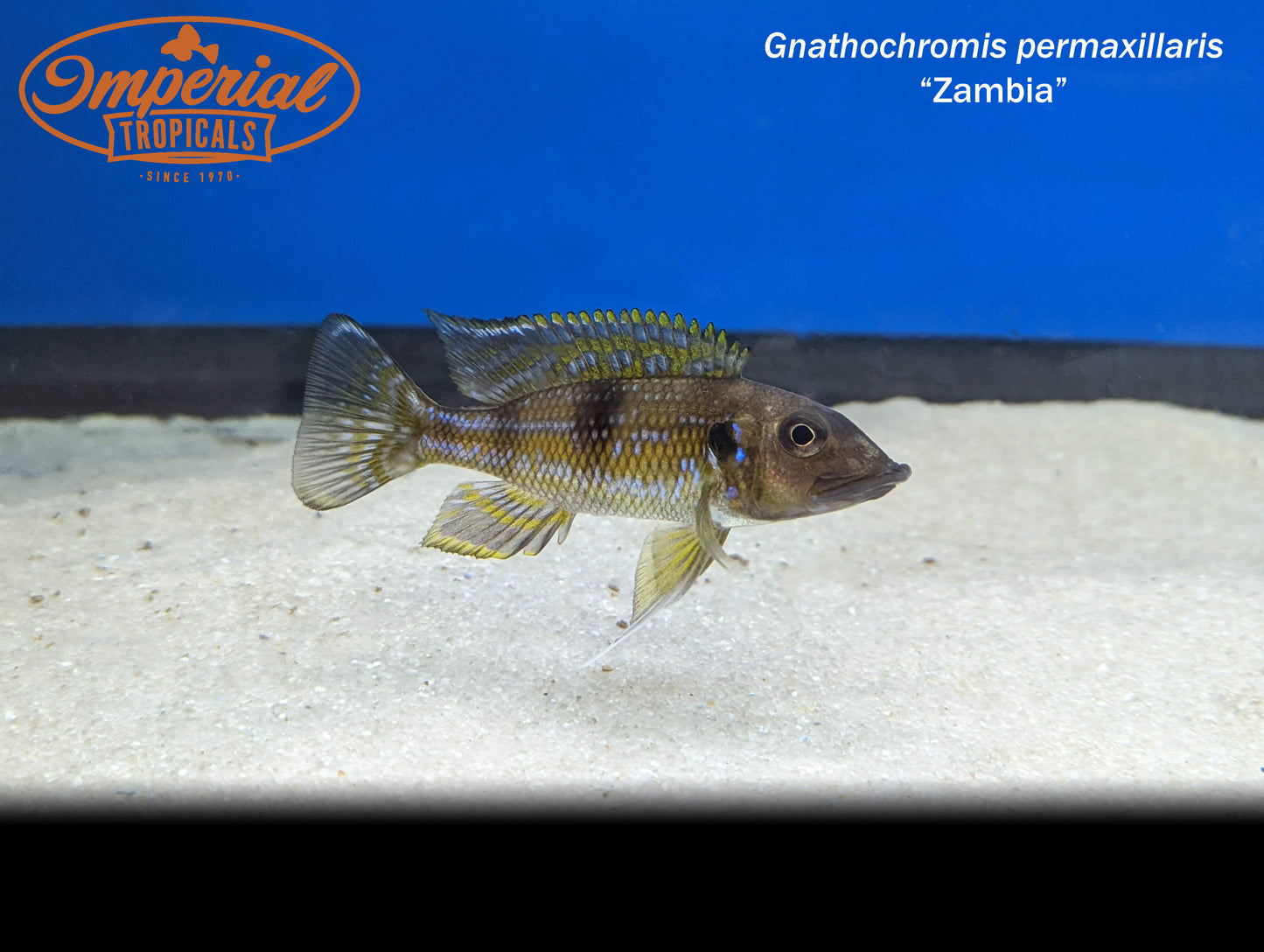 Gnathochromis permaxillaris "Zambia"