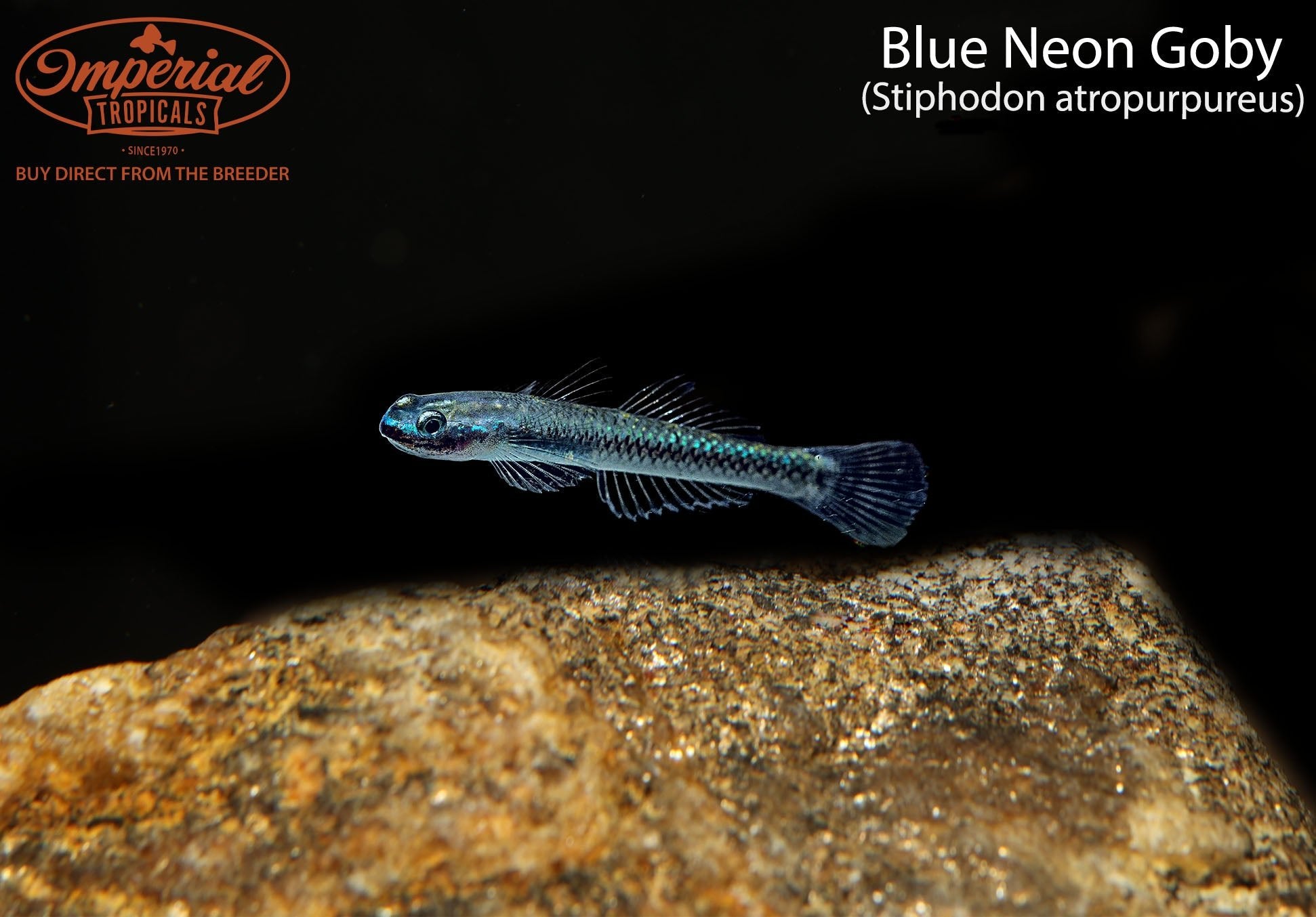 Blue Stream Goby Blue Neon Goby (Stiphodon atropurpureus) - shop Imperial Tropicals