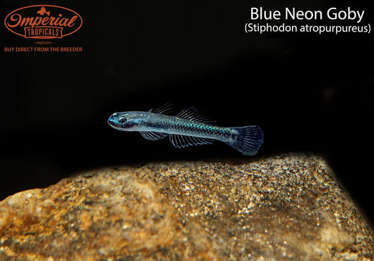 Blue Neon Goby