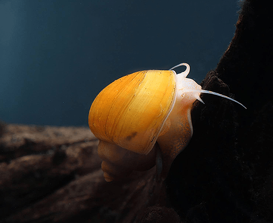 Gold Mystery Snail (Pomacea bridgesii) - Imperial Tropicals