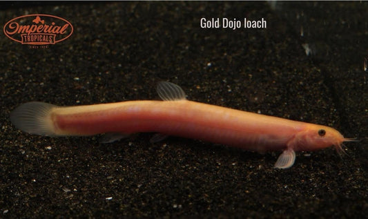 Gold Dojo Loach (Misgurnus anguillicaudatus) - Imperial Tropicals