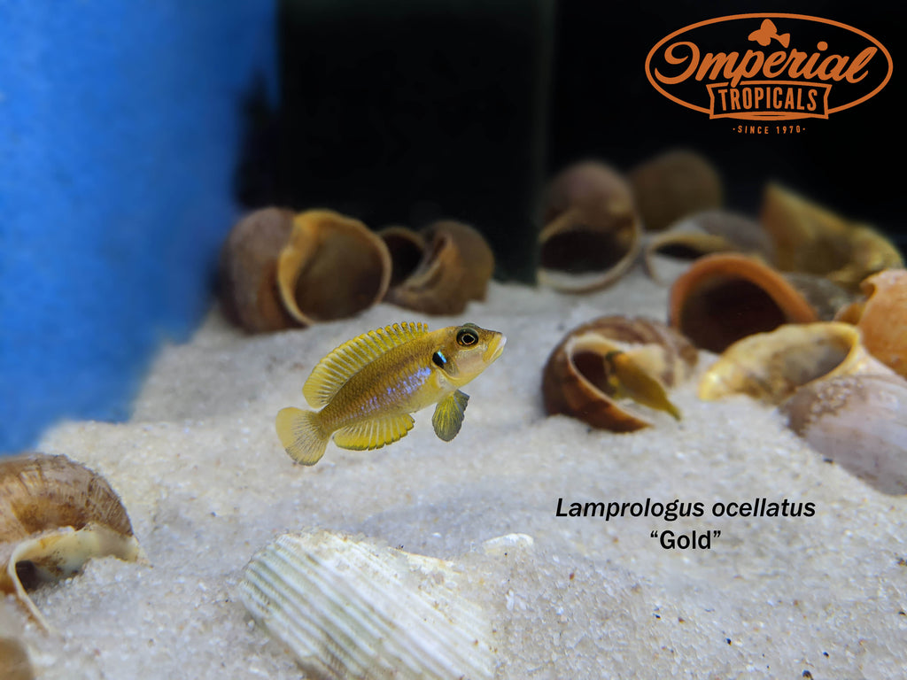 Gold Ocellatus (Lamprologus ocellatus) Imperial Tropicals