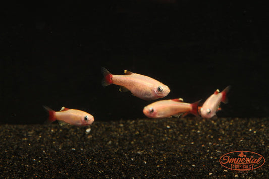 Gold White Cloud Mountain Minnow (Tanichthys albonubes) - Imperial Tropicals