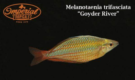 Goyder River Rainbowfish