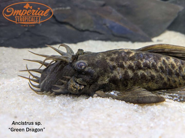 Plecos and Other Loricariids – Imperial Tropicals
