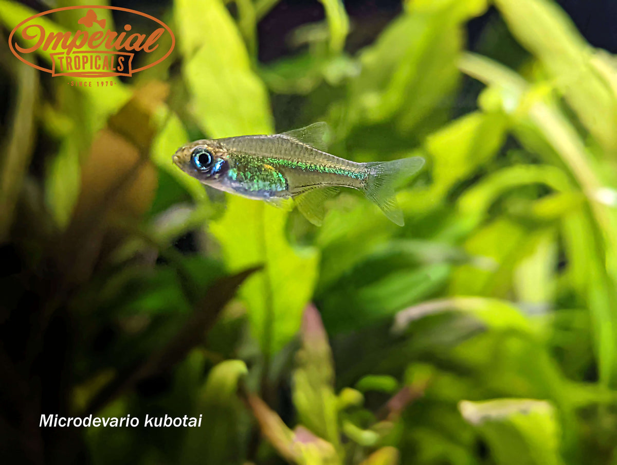 Green Rasbora (Microdevario kubotai) - shop Imperial Tropicals