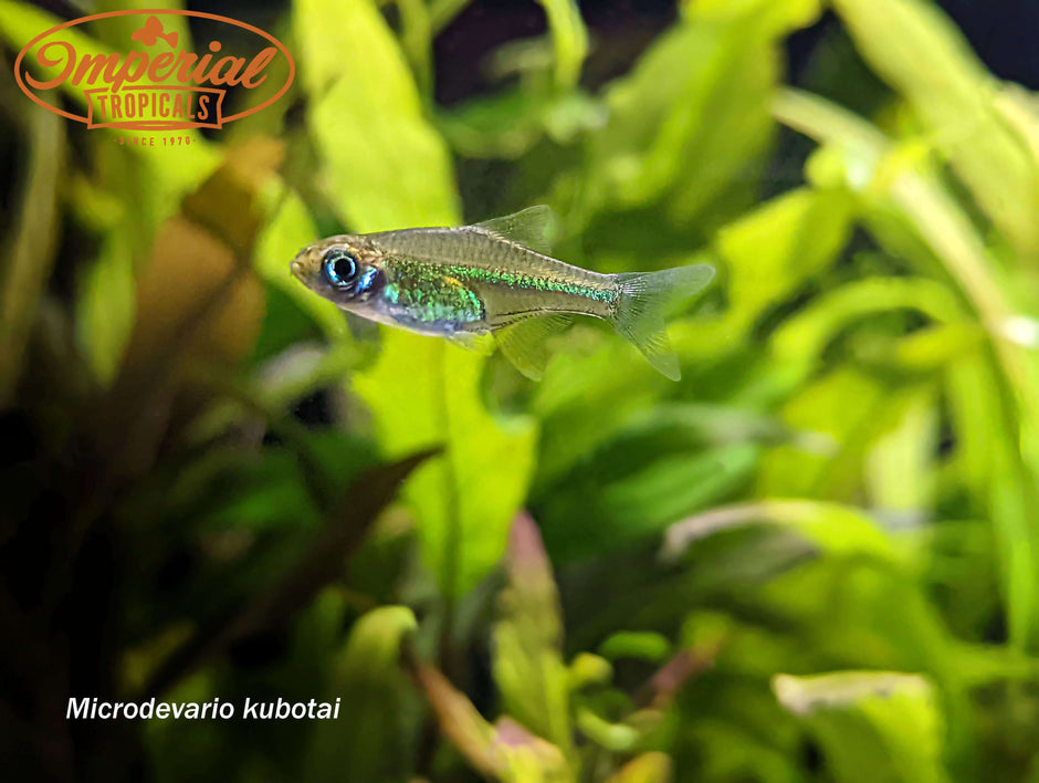 Barbs and Other Cyprinids – Imperial Tropicals
