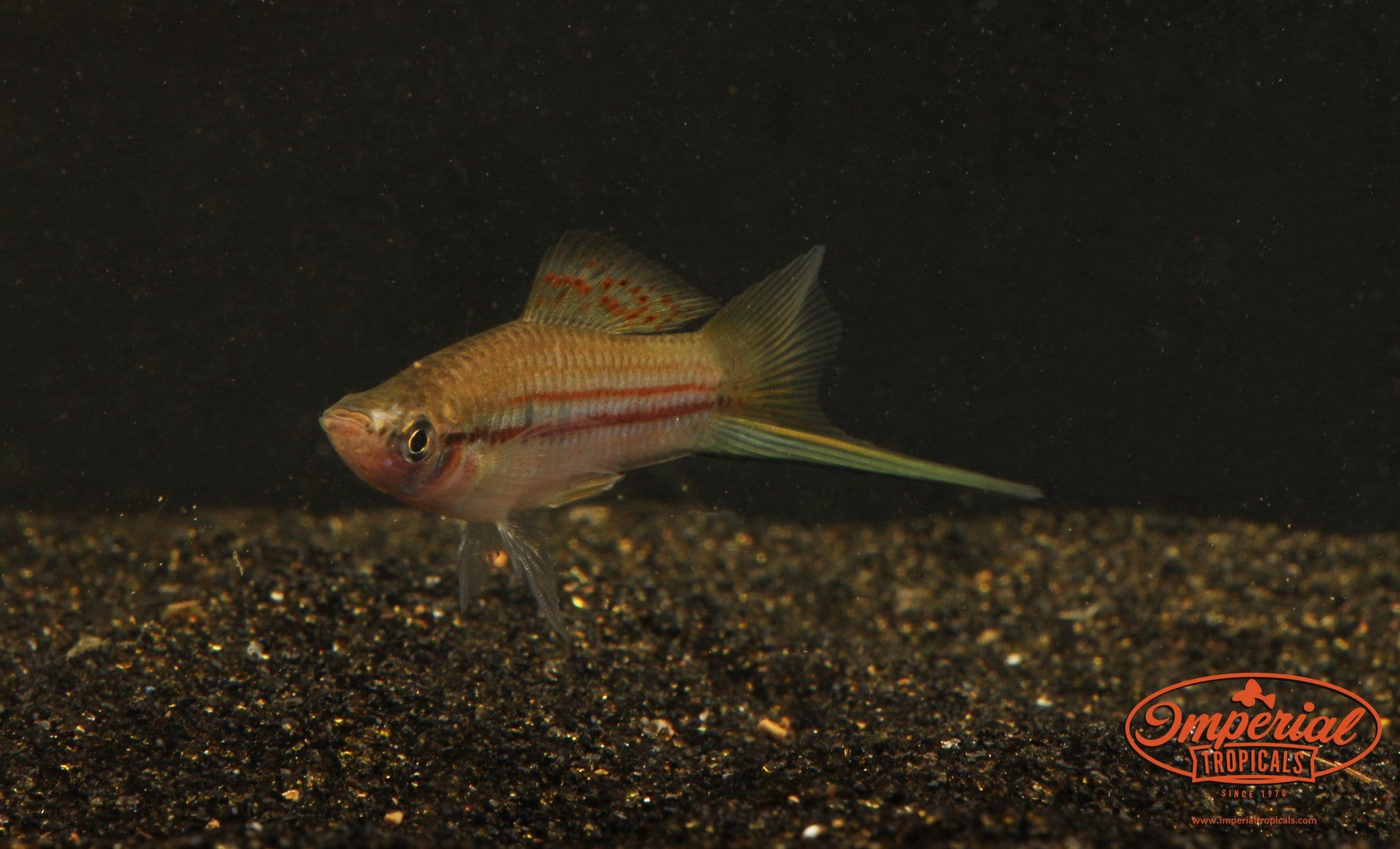 Green Swordtail (Xiphophorus hellerii) shop Imperial Tropicals