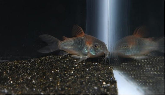 Venezuelan Cory (Corydoras venezuelanus) - Imperial Tropicals