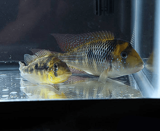 (Gymnogeophagus gymnogenys) - Imperial Tropicals