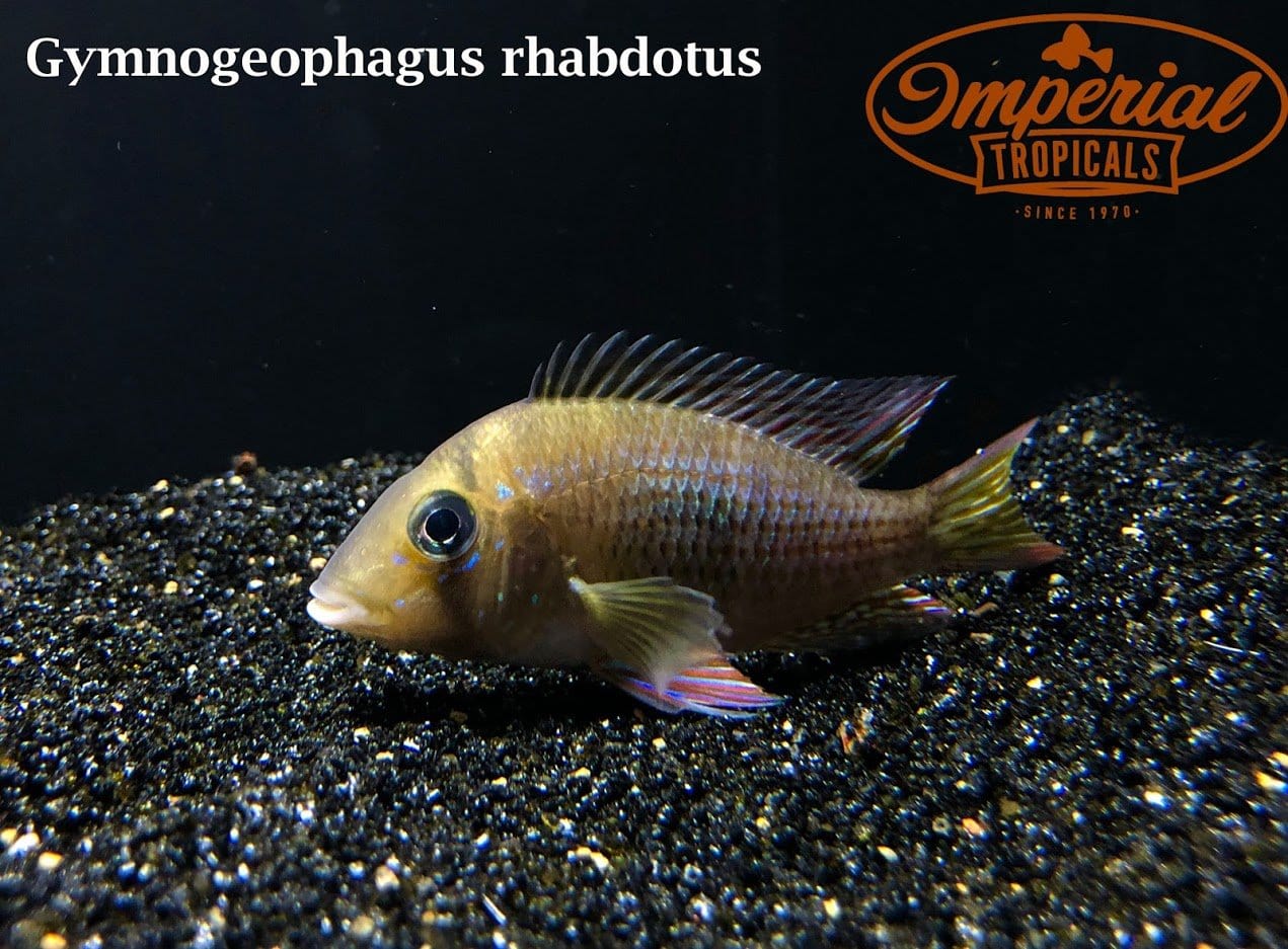 (Gymnogeophagus rhabdotus) - Imperial Tropicals