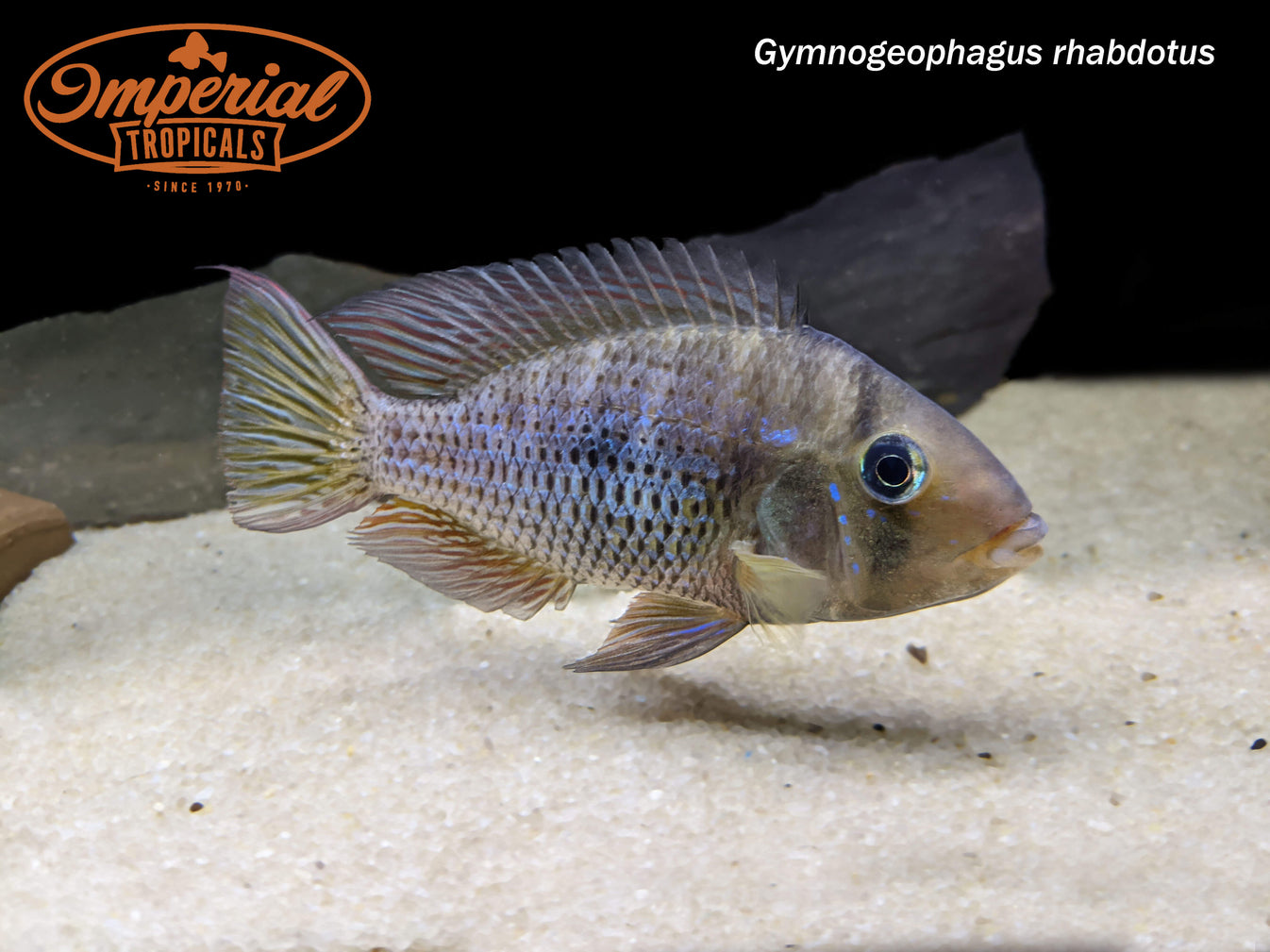 Gymnogeophagus rhabdotus shop Imperial Tropicals