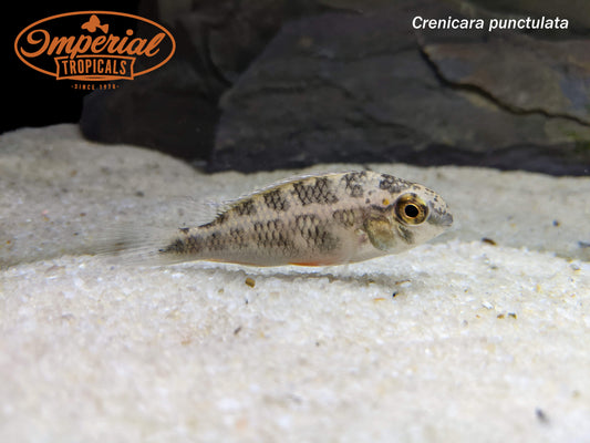 Hermaphrodite Checkerboard Cichlid