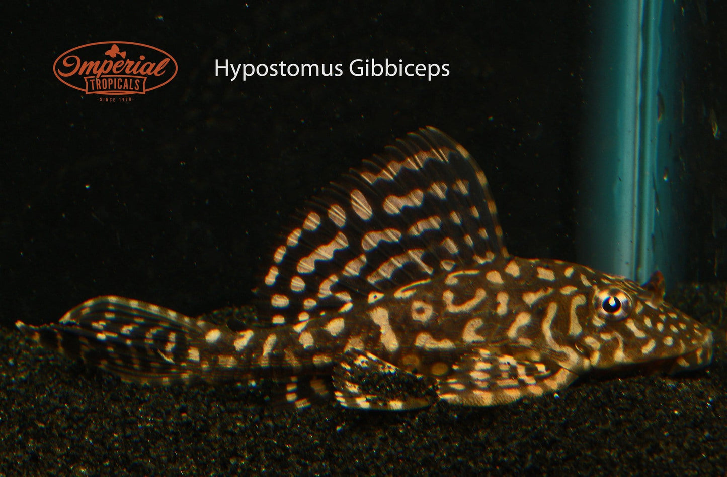 Spotted Sailfin Pleco (Pterygoplichthys joselimaianus) - Imperial Tropicals