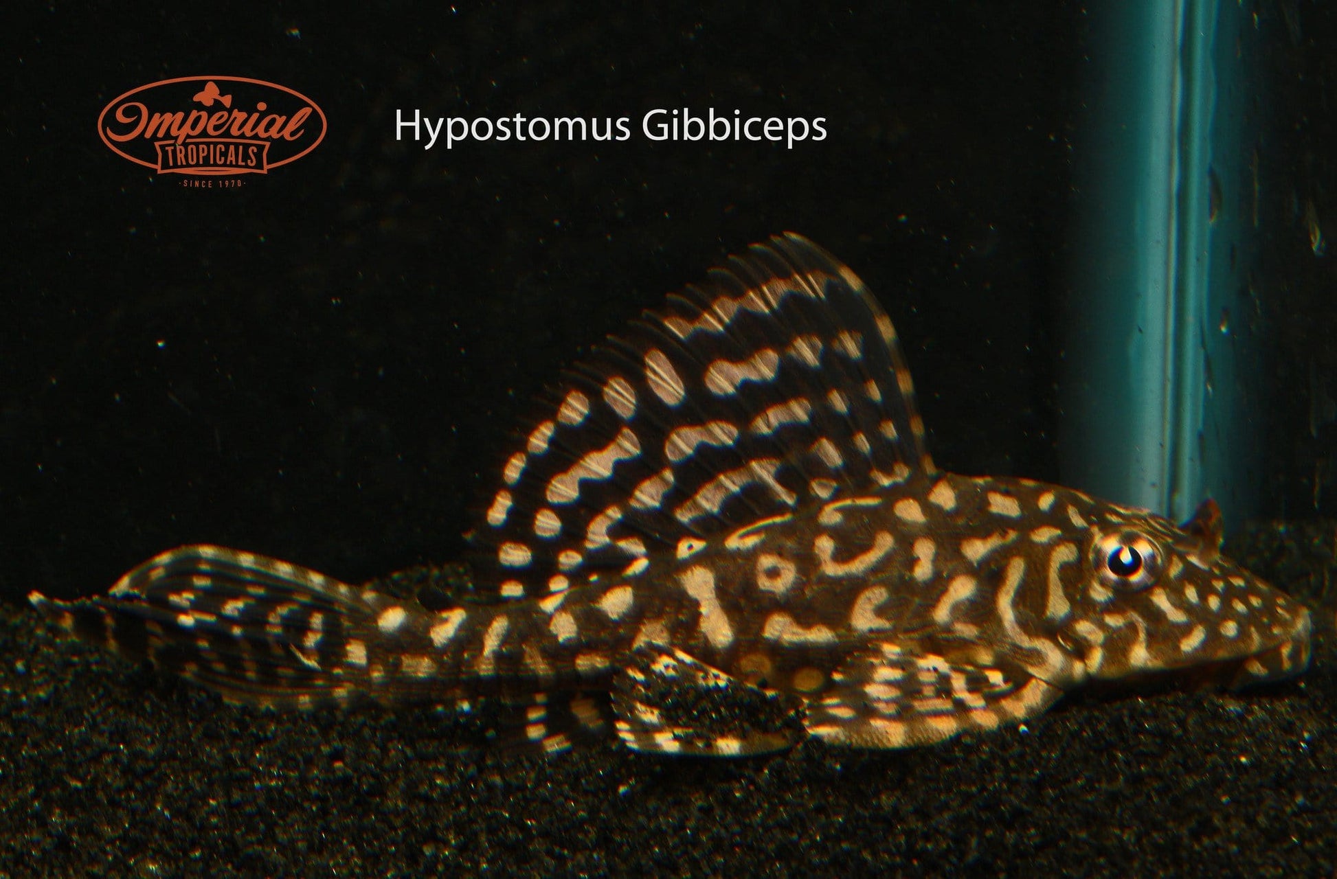 Spotted Sailfin Pleco (Pterygoplichthys joselimaianus) - Imperial Tropicals