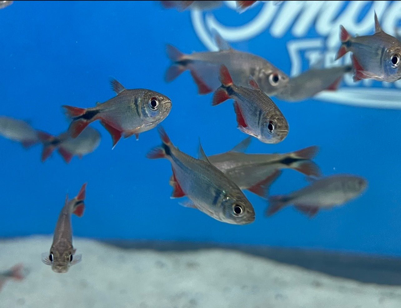 Buenos Aires Tetra Imperial Tropicals