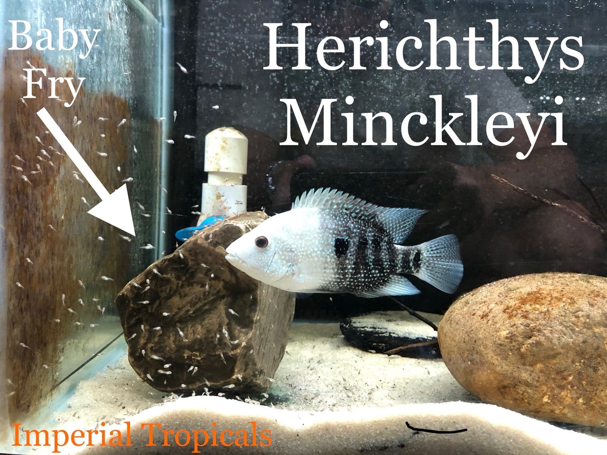 Cuatro Cienegas Cichlid (Herichthys minckleyi) - Imperial Tropicals