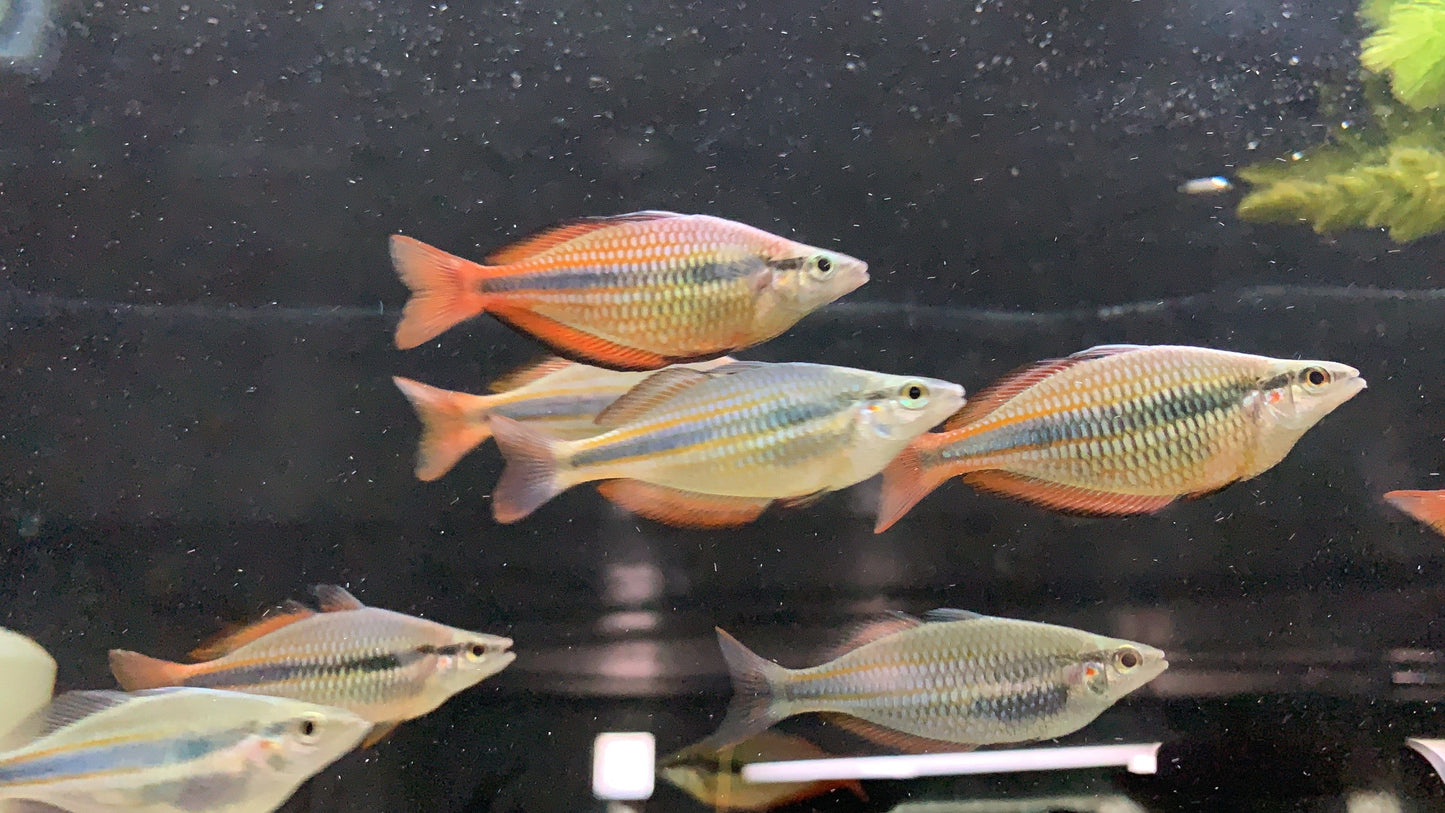 Goyder River Rainbowfish (Melanotaenia trifasciata) - Imperial Tropicals