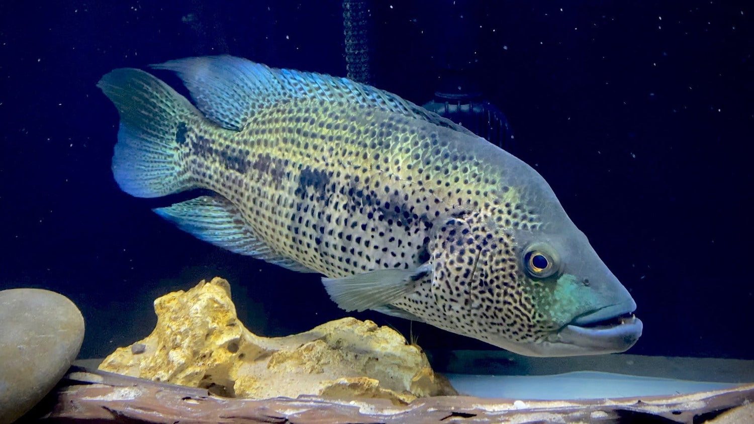 Wolf Cichlid (Parachromis dovii) - Imperial Tropicals