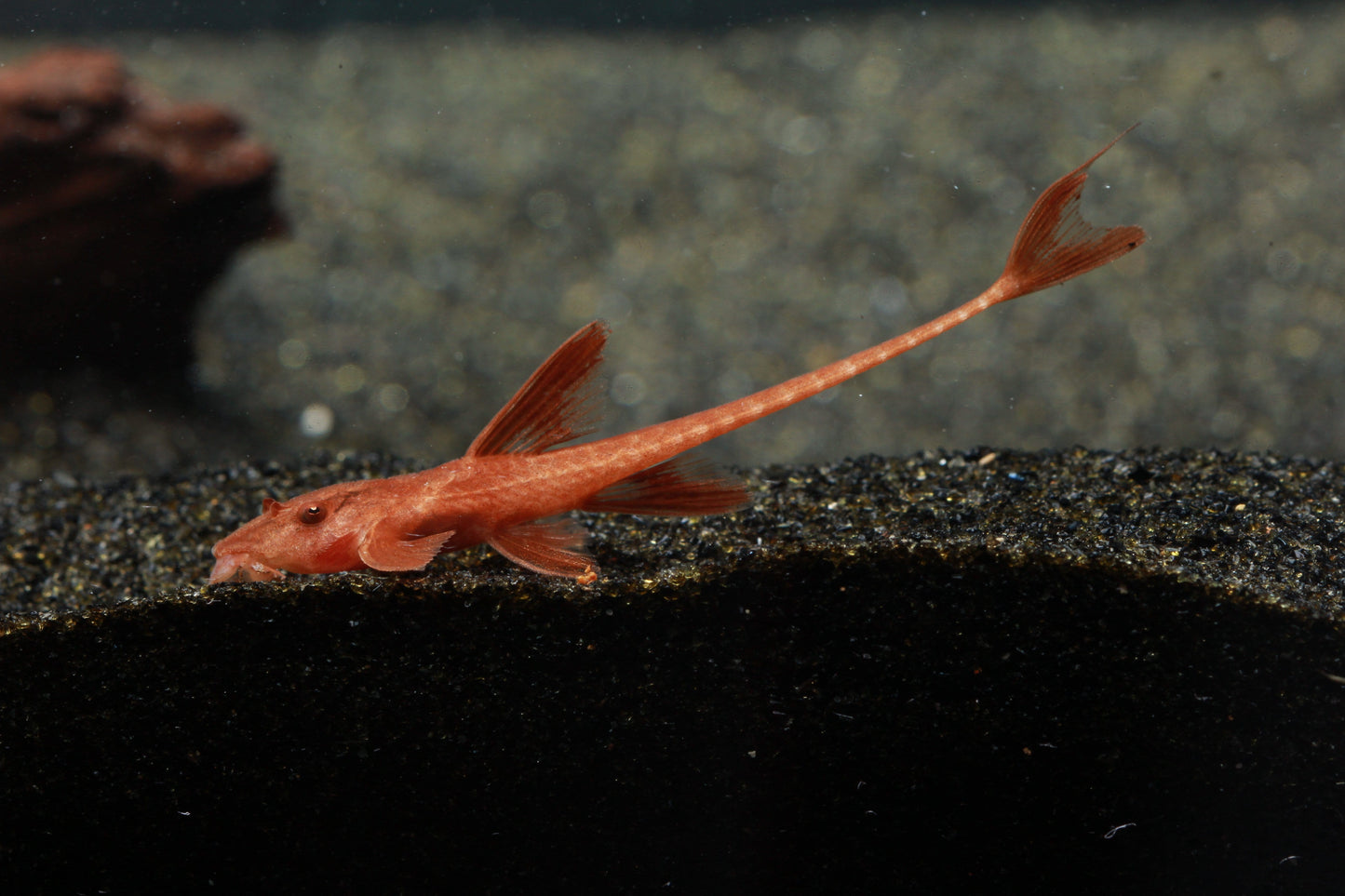 L010a Red Lizard Whiptail Catfish (Rineloricaria sp.) - Imperial Tropicals