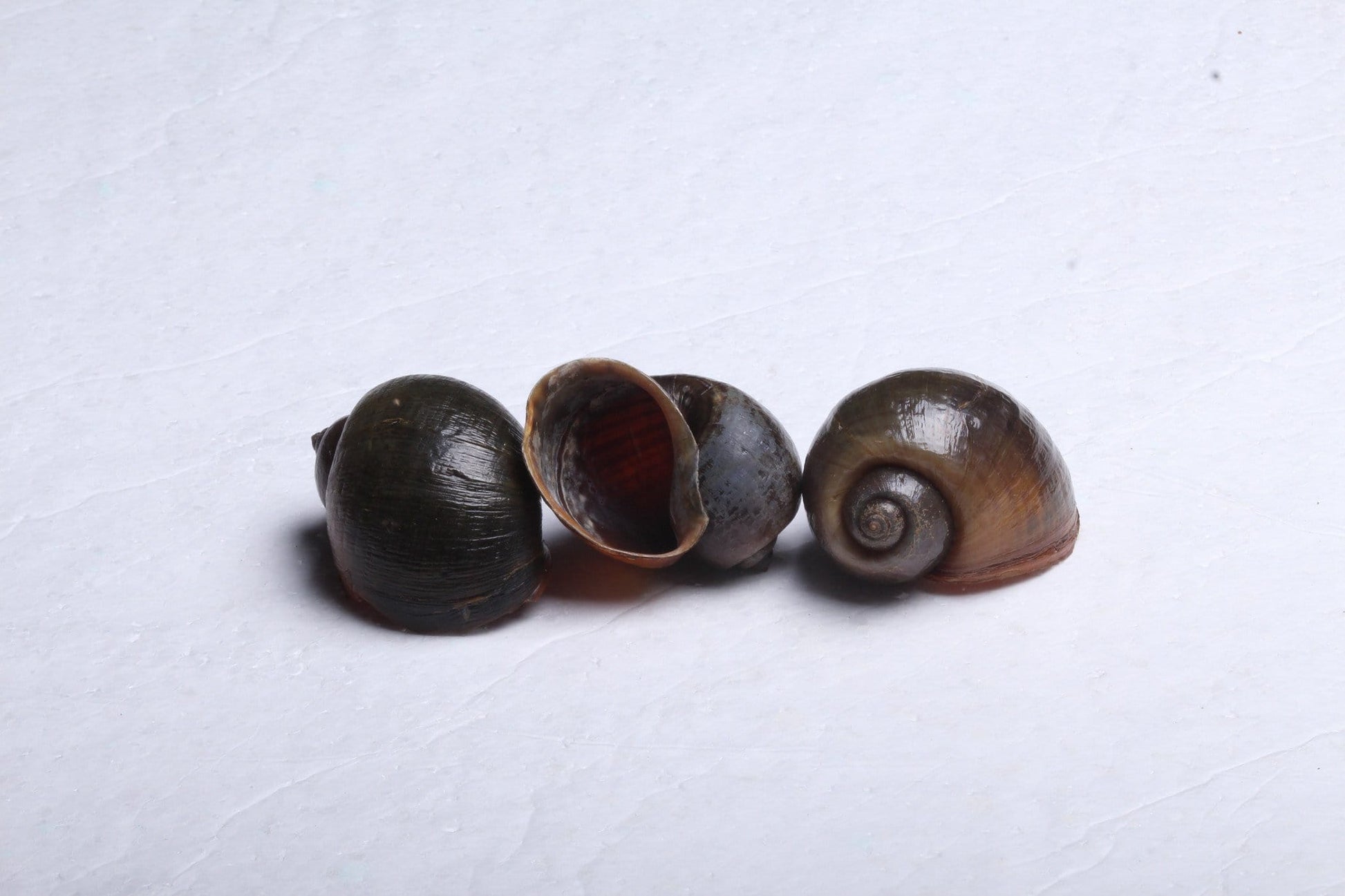 Tanganyikan Breeding Shells - shop Imperial Tropicals