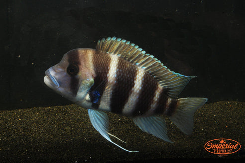 Six Stripe Frontosa (Cyphotilapia frontosa) - shop Imperial Tropicals