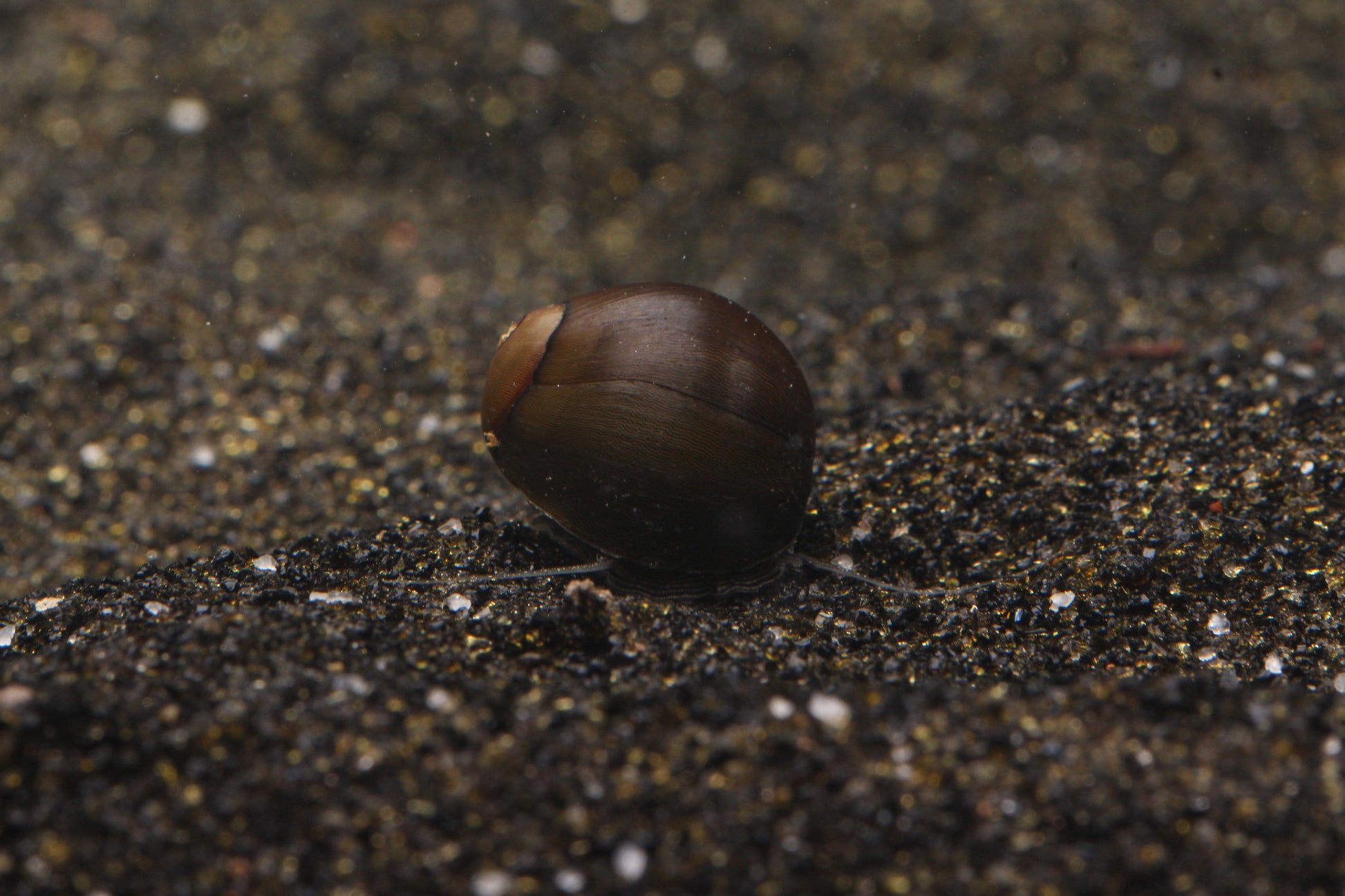 Olive Nerite Snail (Neritina sp.) - Imperial Tropicals