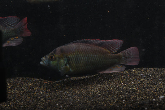 Yellow Belly Hap (Astatotilapia aeneocolor) - Imperial Tropicals