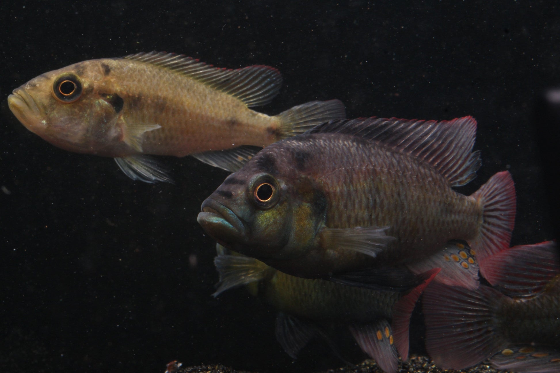 Yellow Belly Hap (Astatotilapia aeneocolor) - Imperial Tropicals