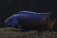 Ngara Flametail Peacock