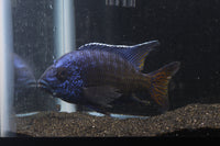 Ngara Flametail Peacock