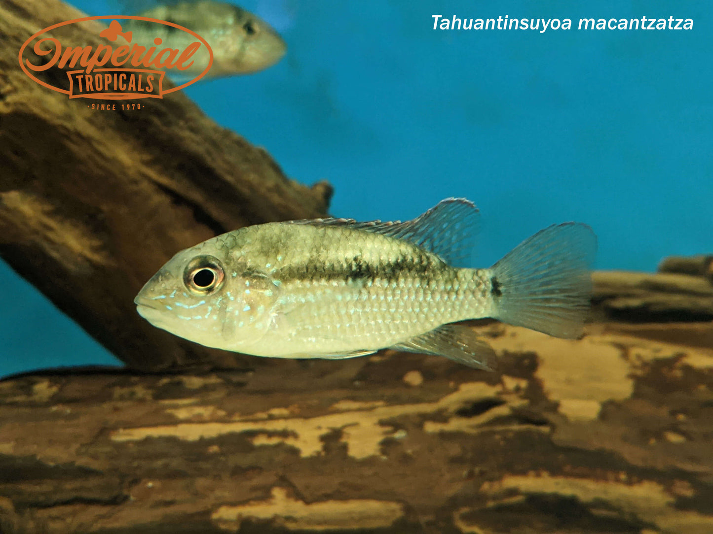 Inka Stone Fish