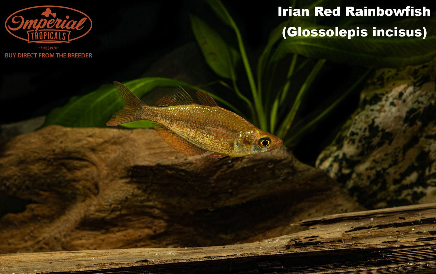 Irian Red Rainbowfish