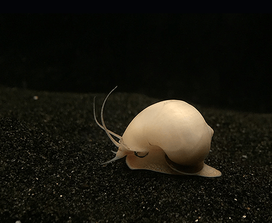 Ivory Mystery Snail (Pomacea bridgesii) - Imperial Tropicals