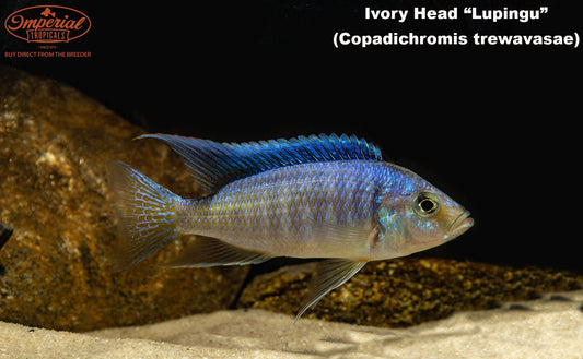 Ivory Head "Lupingu"