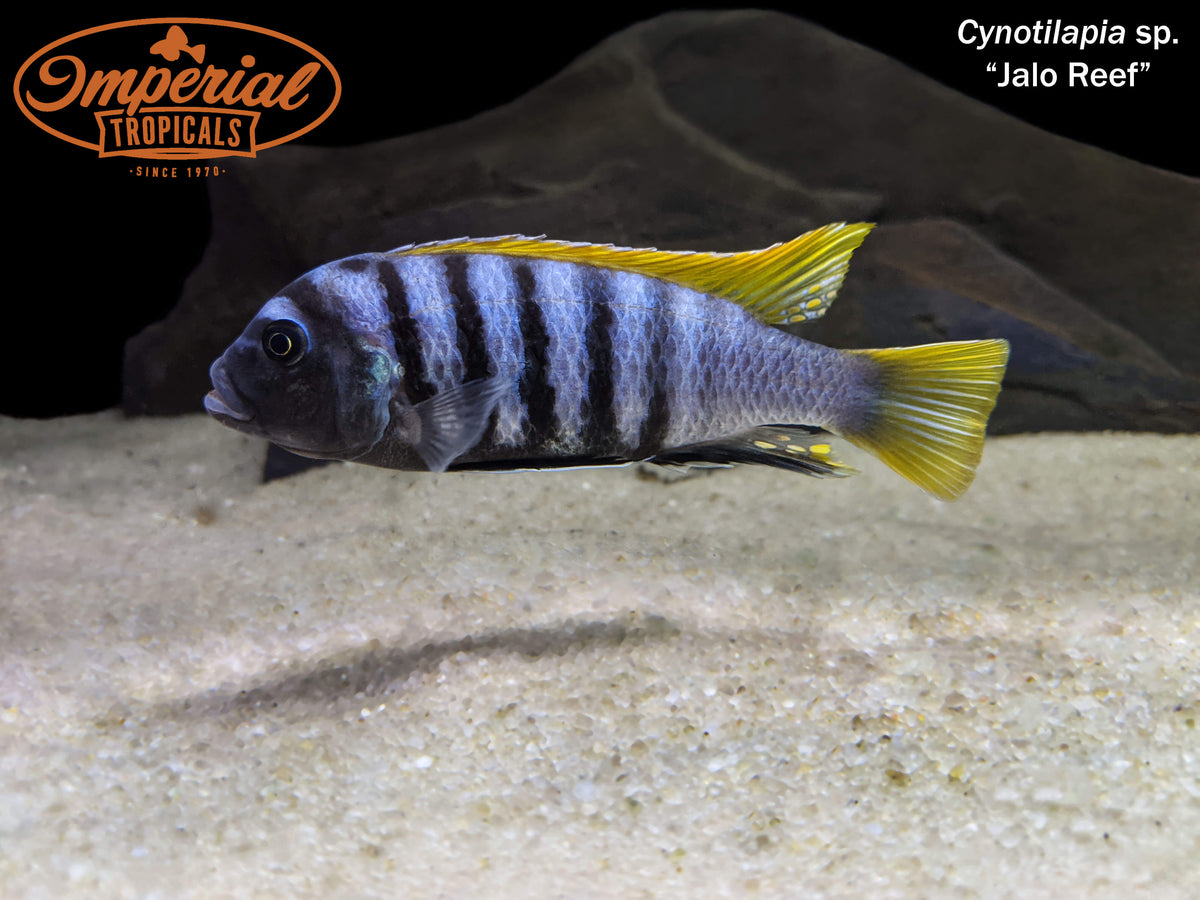 Jalo Reef (Cynotilapia sp.) - shop Imperial Tropicals