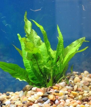 Java Fern Bunch (Microsorum pteropus) - shop Imperial Tropicals