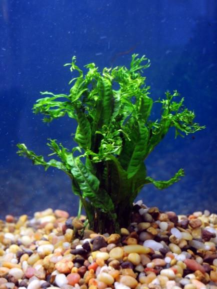 Lacy/Windelov Java Fern (Microsorum pteropus) - shop Imperial Tropicals