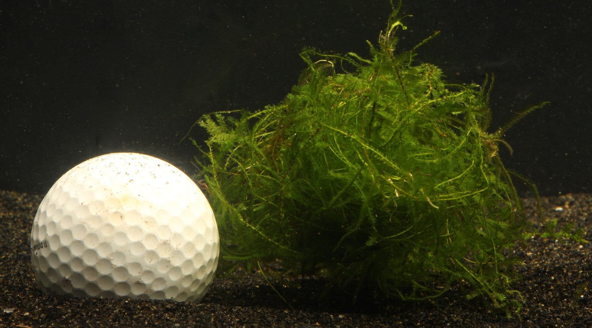 Java Moss (Taxiphyllum barbieri) Golf Ball Sized Portion - Imperial Tropicals