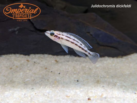 Julidochromis dickfeldi